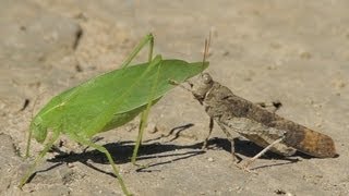 La sauterelle et le criquet  The Katydid and the Grasshopper [upl. by Nayab]