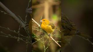 Jilguero 💛 Saffron Yellow Finch Sicalis flaveola [upl. by Smiga]