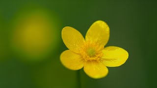 Oregon native wild flowers and micro echo systems Photographs video bird sounds ambiance [upl. by Aierbma]