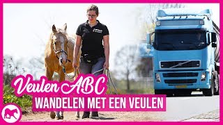 Veulen ABC  Wandelen met een veulen  Bombproof [upl. by Vanzant]