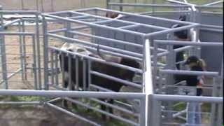 Longhorn Moss Extreme Cattle Pen [upl. by Takken629]