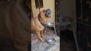 Dog barking sound shorts viralvideo dailyshorts viralshort trending pets [upl. by Kristan163]