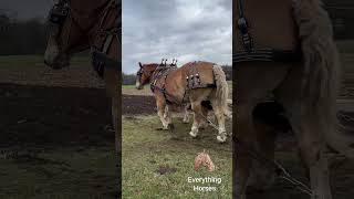 Very cloudy plow day horse belgiandrafthorse drafthorses plowdays [upl. by Afrikah908]