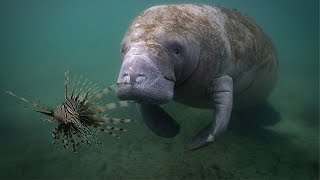 Manatee Eats Venomous Lion Fish [upl. by Ransome11]