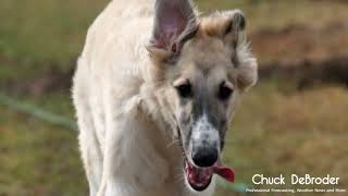 Azawakh Borzoi [upl. by Notned]