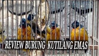 BAHAN GACORAN KUTILANG EMAS PASAR BURUNG DEPOK [upl. by Jammal133]