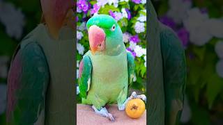 Amazing Alexandrine Parrot cute nature parrot [upl. by Tali]