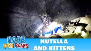 Hope For Paws  Epic CAT rescue down a 60ft long pipe Please share kitten [upl. by Perrie]