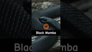 Top 10 most dangerous and venomous snakes 🐍 in the world 🌎 shorts snake [upl. by Marius144]