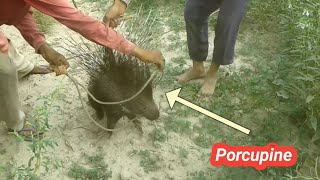 Porcupine  Seh [upl. by Edrahc638]