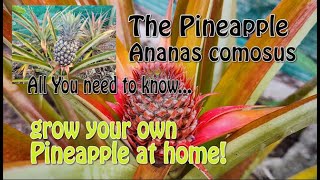 The Pineapple Understanding the pineapple Grow your own pineapple [upl. by Enela]