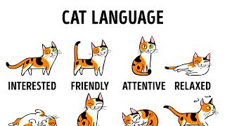 HOW TO UNDERSTAND YOUR CAT BETTER [upl. by Charlotte222]