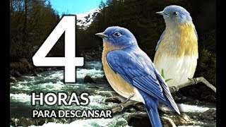 LINDO DURMA RÁPIDO 4 horas de água correndo e canto dos pássaros para dormir e descansar [upl. by Athiste]