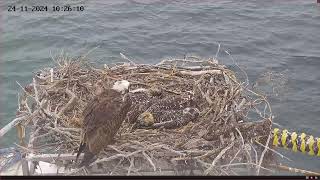 Port Lincoln Osprey Live Stream [upl. by Nador565]