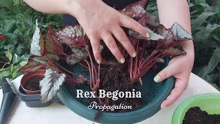 How to Divide Rex Begonia  Begonia Rex Propagation  Beautiful Indoor Plant [upl. by Burkle]