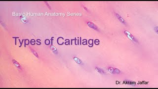 Types of Cartilage [upl. by Margareta]