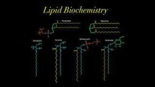 Lipid Biochemistry EVERYTHING YOU NEED TO KNOW MCAT glycerol phospholipid sphingosine ceramide [upl. by Peppel]