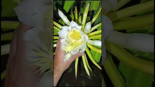 PITAHAYA FLORACIÓN [upl. by Hagar]