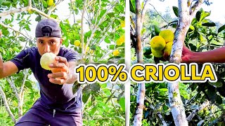 100 CRIOllAS Fruta del campo ecuatoriano  El Monchito [upl. by Johppah255]