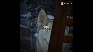 Smile dog What is that💀 edit phonk phonkedits smiledog [upl. by Atelahs]