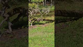 Dried tree brunches at Nannen Arboretum NY [upl. by Leese]