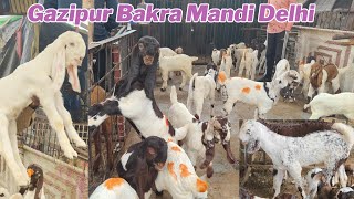 Gazipur Bakra Mandi live update 13112024 Delhi ki biggest Mandi [upl. by Atikat]