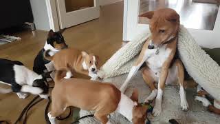 Basenji puppies yodeling [upl. by Nawtna507]