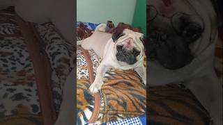 Hazel ki sariga chusukomu ani comments peduthunaru  pug shorts  yt shorts  DivyasreeAgrifarm [upl. by Myna]