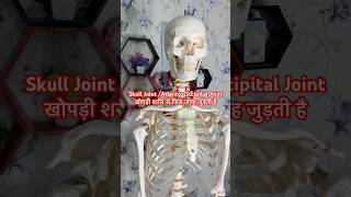 Skull Joint  AtlantoOccipital joint  खोपड़ी गर्दन पर किस जगह जुड़ती है shorts viralshort [upl. by Ellennahc539]