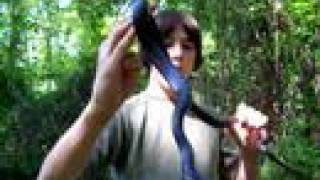 Brandons Herp Adventures Northern Black Racer [upl. by Hada681]