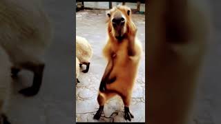 funny dance capybara animals cute 5klikes cappybara animal edit LilPelangocha [upl. by Gearhart764]