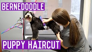 Mini Bernedoodle Grooming  Puppy Gets A Haircut I Dog Grooming [upl. by Varian]