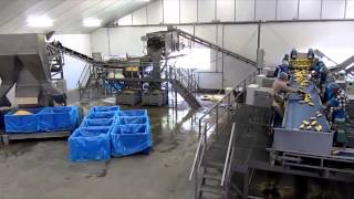 Sweet corn processing line  Sweere [upl. by Ahselef]