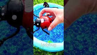 3 4 5 Year Old Learning Video  Learn Bug Names for Boys Girls Mosquito Ant Dragonfly Ladybug [upl. by Ehsrop]