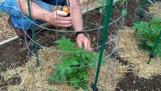 Tomato Growing Tips  Tomato Pruning And Feeding  Tips For Growing Tomatoes [upl. by Ynnad]