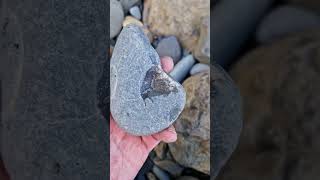 Washed up beach pebble contains ancient Ammonite Fossil 🫨 fossilhunting fossils shorts rock [upl. by Werra945]