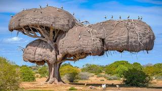 15 Most Amazing amp Largest Nests in The Animal World [upl. by Sutton]