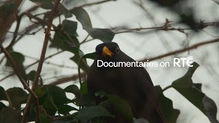 Birdsong  Documentaries on RTÉ [upl. by Severson]