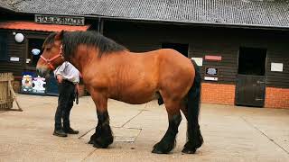 Heavy horses at Verwood 13 July 2024 [upl. by Eimam16]