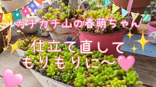 〈多肉〉土カチカチの春萌🌵🩷仕立て直してぷくぷく、もりもりに✨✨✨ [upl. by Kevyn]