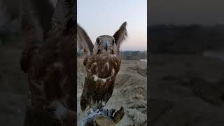 Laggar Falcon Slow Motion 01 [upl. by Aneelad]