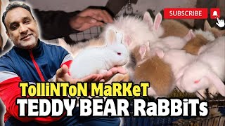 Fancy Rabbit  Fancy Rabbits Price in Pakistan  Tollinton market Lahore [upl. by Eislek7]