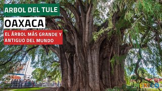 Árbol del Tule Oaxaca  El árbol más grande del país [upl. by Egdamlat]