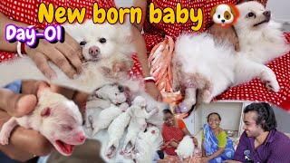 Pomeranian Dog gives birth to 5 Puppies 😍  Toy Pom delivery [upl. by Orsino]