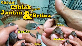 CARA MEMBEDAKAN CIBLEK KRISTAL JANTAN DAN BETINA [upl. by Matthiew]