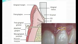 Normal Periodontium Part I Development of periodontium and its macroscopic features [upl. by Rebor]