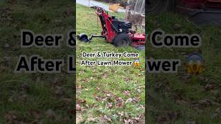 Deer amp Turkey 🦃 🦌 Come After Lawn Mower lawncare grassmaintenance deer turkey lawnmower [upl. by Molahs49]