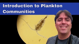 Plankton 101 [upl. by Wendy57]