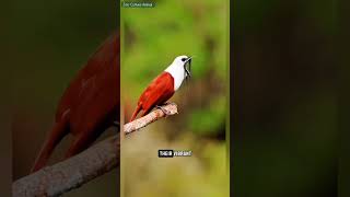 The ThreeWattled Bellbird The Birds Karaoke wildlife birds [upl. by Otirecul]