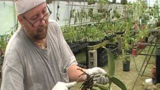 The Orchid Doctor  How to Replant an Orchid Part 1  orchidmania south florida [upl. by Aynor]